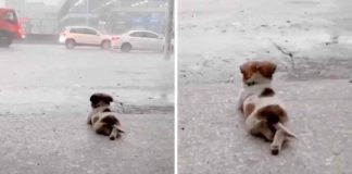 Cachorrinho deita-se a contemplar a chuva a cair em pleno temporal e acaba por viralizar nas redes sociais Cachorrinho deita-se a contemplar a chuva a cair em pleno temporal e acaba por viralizar nas redes sociais
