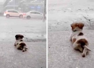 Cachorrinho deita-se a contemplar a chuva a cair em pleno temporal e acaba por viralizar nas redes sociais