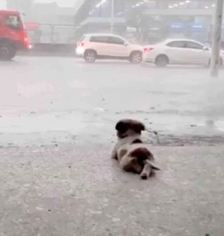 contioutra.com - Cachorrinho deita-se a contemplar a chuva a cair em pleno temporal e acaba por viralizar nas redes sociais