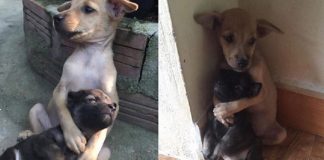 Cãezinhos ficam abraçados o tempo todo depois de serem resgatados Cãezinhos ficam abraçados o tempo todo depois de serem resgatados