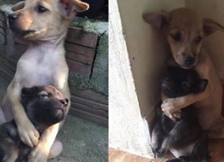 Cãezinhos ficam abraçados o tempo todo depois de serem resgatados