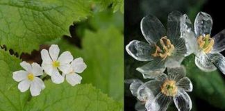 Conheça a flor mágica que se torna transparente quando chove (VÍDEO)