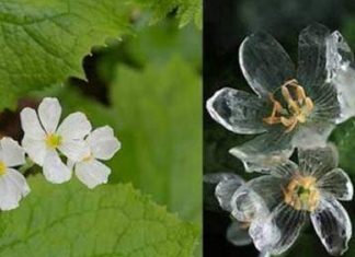 Conheça a flor mágica que se torna transparente quando chove (VÍDEO)
