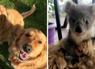 Anjo de quatro patas: Cadelinha Golden Retriever salva bebê coala que se perdeu da mãe