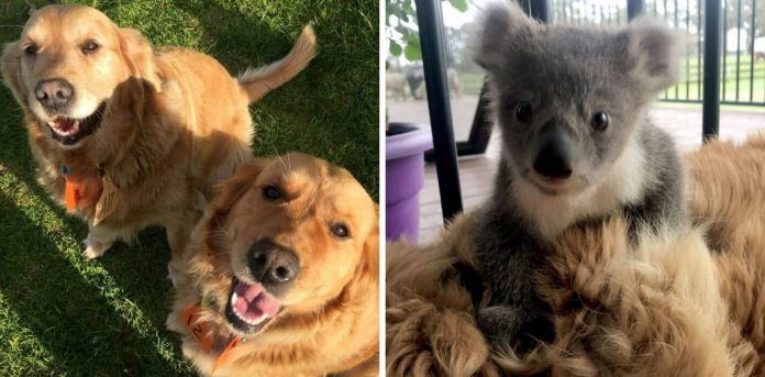 Anjo de quatro patas: Cadelinha Golden Retriever salva bebê coala que se perdeu da mãe
