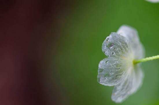 contioutra.com - Conheça a flor mágica que se torna transparente quando chove (VÍDEO)