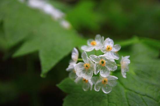 contioutra.com - Conheça a flor mágica que se torna transparente quando chove (VÍDEO)