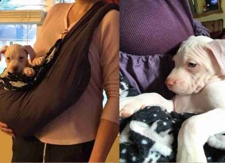 Cãozinho órfão só para de chorar quando ouve os batimentos cardíacos da sua dona