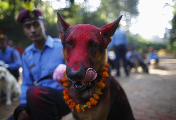 contioutra.com - Festival anual no Nepal agradece aos cães por serem nossos amigos