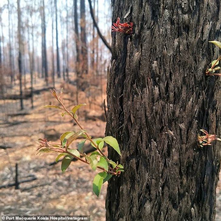 contioutra.com - Florestas da Austrália resistem e a vida renasce em meio às cinzas