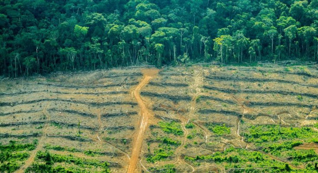 contioutra.com - Madeireiros estão cortando árvores de 500 anos na Amazônia para transformar em  'pisos de luxo'