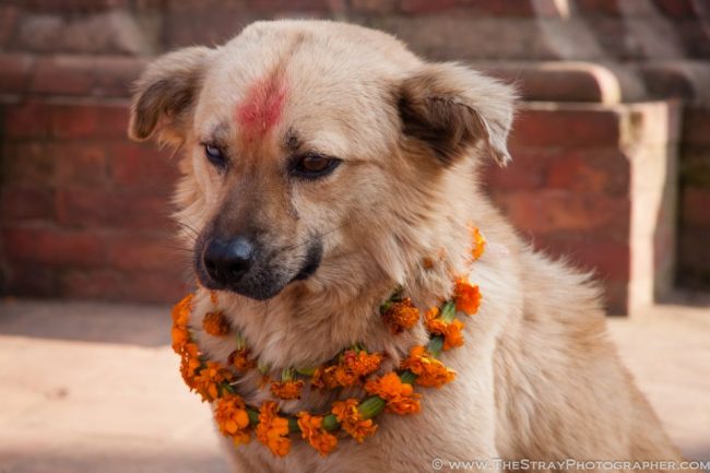 contioutra.com - Festival anual no Nepal agradece aos cães por serem nossos amigos