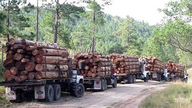 contioutra.com - Madeireiros estão cortando árvores de 500 anos na Amazônia para transformar em  'pisos de luxo'