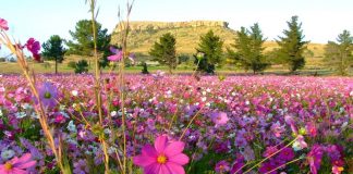 Agricultores passam a resolver o problema das pragas com o antigo método: flores silvestres!
