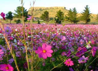 Agricultores passam a resolver o problema das pragas com o antigo método: flores silvestres!