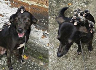 Cachorra adota gambazinhos órfãos e se revela uma mãe exemplar