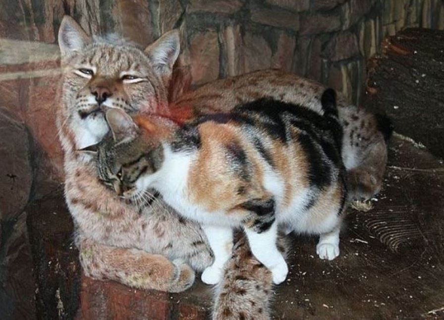 contioutra.com - Gatinha invade zoológico atrás de comida e acaba adotada como filha por lince solitário