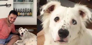 Cão que foi abandonado por ser surdo é adotado por estudante também surdo Cão que foi abandonado por ser surdo é adotado por estudante também surdo