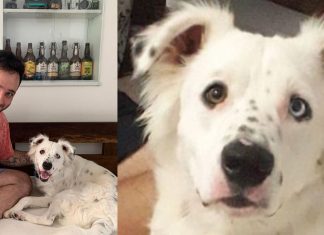 Cão que foi abandonado por ser surdo é adotado por estudante também surdo