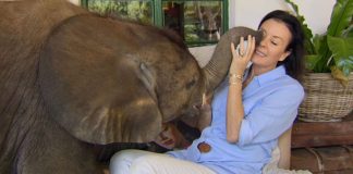 Elefante bebê considera como mãe a mulher que o resgatou.