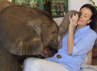 Elefante bebê considera como mãe a mulher que o resgatou.