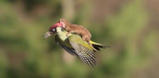 Furão voando de carona em pica-pau é a melhor imagem que você vai ver hoje