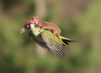 Furão voando de carona em pica-pau é a melhor imagem que você vai ver hoje