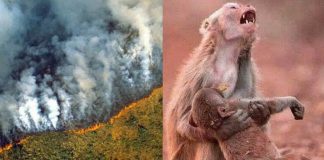 “O homem tornou a Terra o inferno para os animais”. “O homem tornou a Terra o inferno para os animais”.