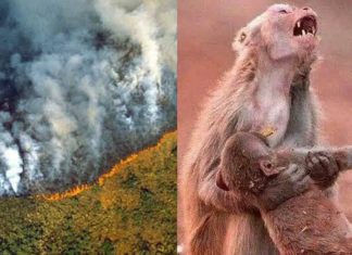 “O homem tornou a Terra o inferno para os animais”.