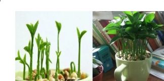 Tendência linda e cheirosa: plantar limão na xícara