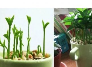 Tendência linda e cheirosa: plantar limão na xícara