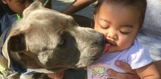 Pit bull herói arrasta bebê pela fralda em casa em chamas, salvando uma família inteira
