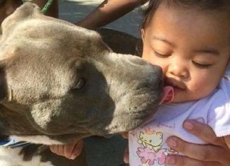 Pit bull herói arrasta bebê pela fralda em casa em chamas, salvando uma família inteira