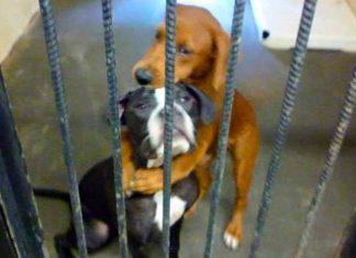 Eles estavam prestes a ser sacrificados, mas um abraço salvou suas vidas