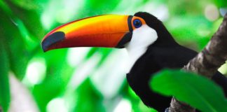 Costa Rica é o primeiro país do mundo a fechar zoológicos