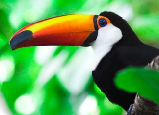 Costa Rica é o primeiro país do mundo a fechar zoológicos