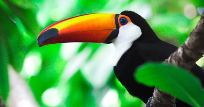 Costa Rica é o primeiro país do mundo a fechar zoológicos