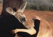 Canguru abraça fortemente os voluntários que o salvaram na Austrália