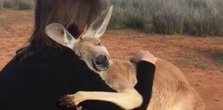Canguru abraça fortemente os voluntários que o salvaram na Austrália