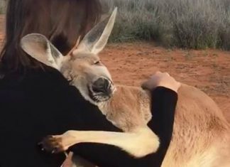 Canguru abraça fortemente os voluntários que o salvaram na Austrália