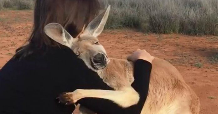 Canguru abraça fortemente os voluntários que o salvaram na Austrália