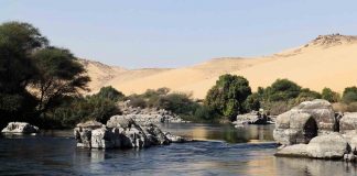 Água de esgoto é usada para cultivar 500 acres de floresta no meio do deserto egípcio