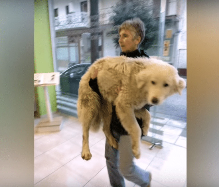 contioutra.com - Cachorrinha &eacute; atropelada ao tentar seguir carro do homem que a abandonou