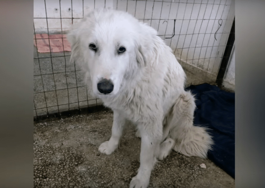 contioutra.com - Cachorrinha &eacute; atropelada ao tentar seguir carro do homem que a abandonou