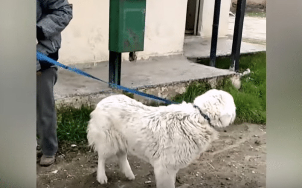 contioutra.com - Cachorrinha &eacute; atropelada ao tentar seguir carro do homem que a abandonou