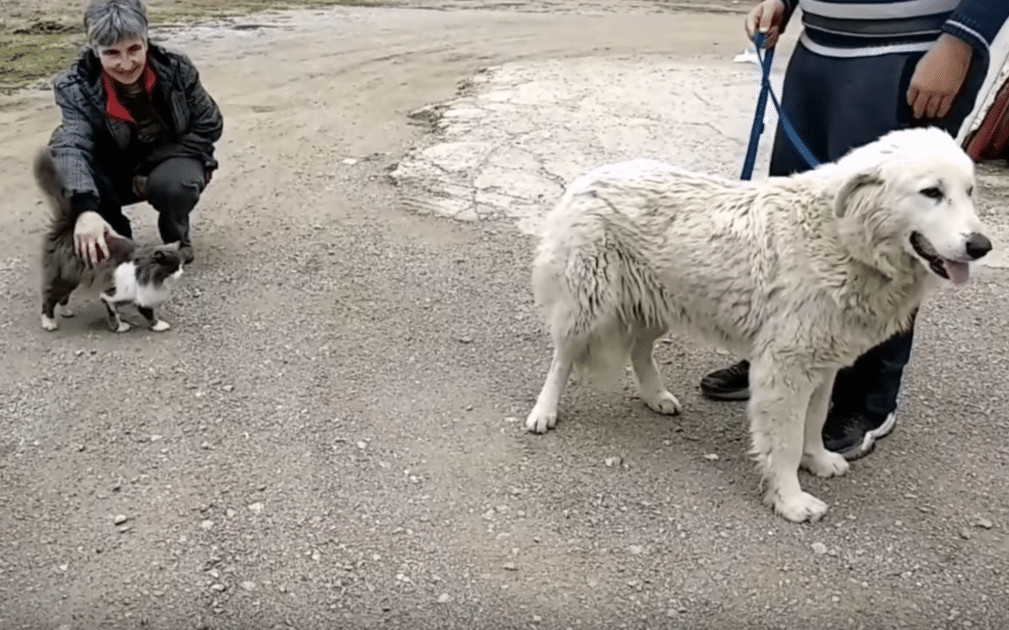 contioutra.com - Cachorrinha &eacute; atropelada ao tentar seguir carro do homem que a abandonou