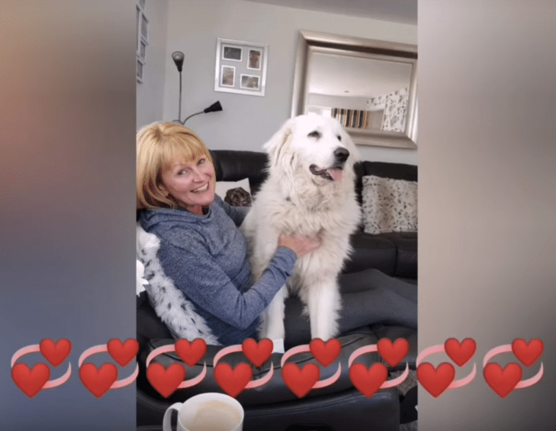 contioutra.com - Cachorrinha &eacute; atropelada ao tentar seguir carro do homem que a abandonou