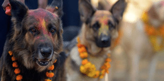 Festival anual no Nepal agradece aos cães por serem nossos amigos