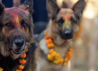 Festival anual no Nepal agradece aos cães por serem nossos amigos