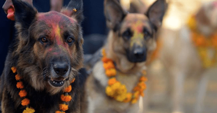 Festival anual no Nepal agradece aos cães por serem nossos amigos